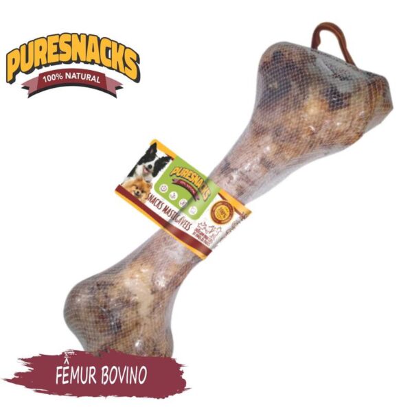 Fêmur bovino